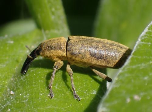 Réf. 322 989 : Lixus pulverulentus